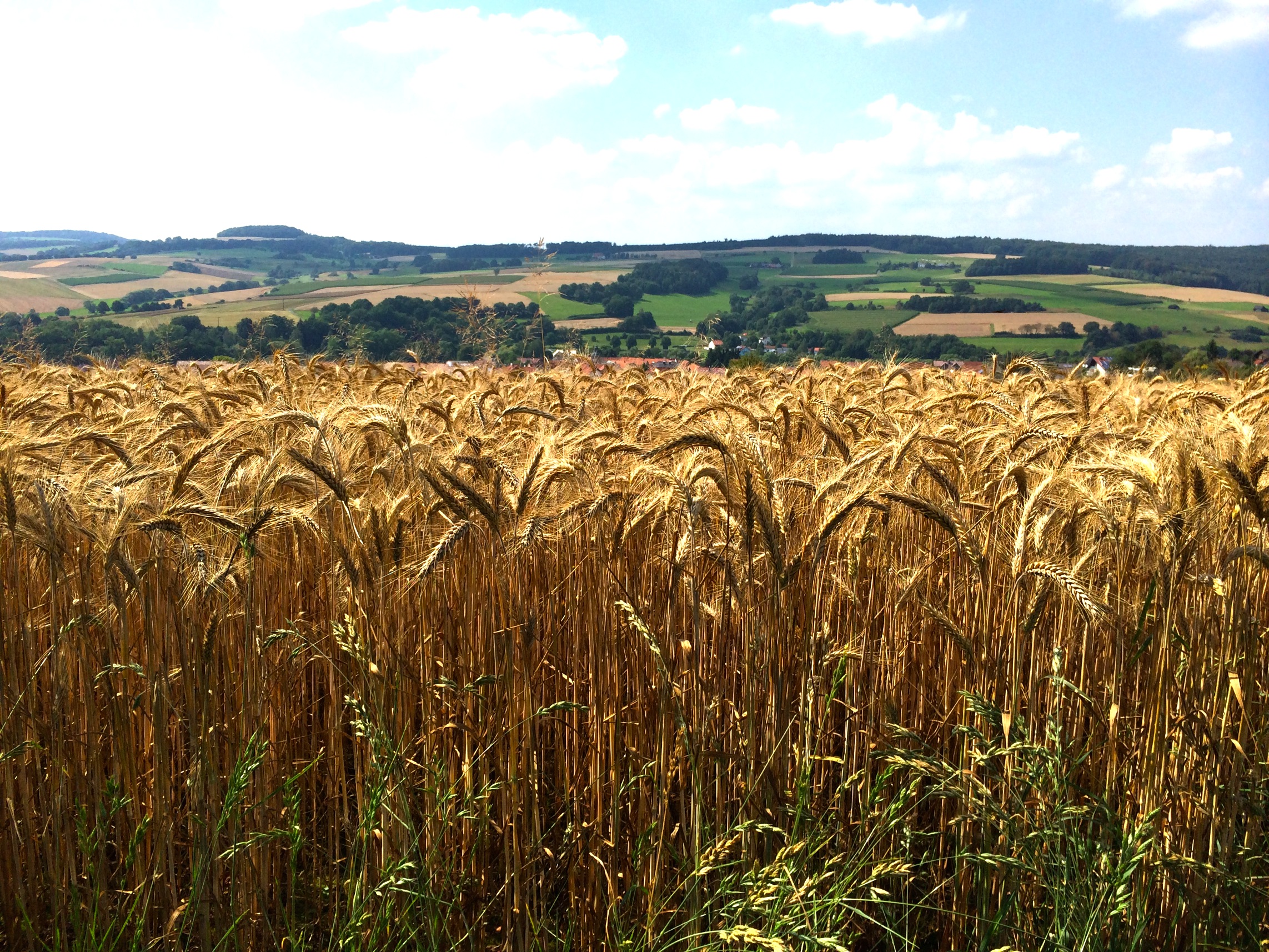 Kleinlüderer Feld im Sommer 2013